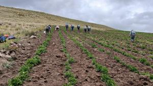 Impulsan producción de semillas de papa con alta calidad en Junín