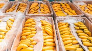 Inacal aprueba requisitos de calidad del plátano para mejorar su comercialización y consumo