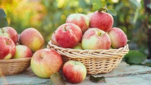 Inacal brinda requisitos para impulsar el consumo y comercialización de manzanas de calidad