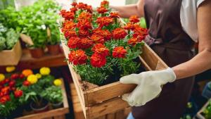 Inacal establece estándares para impulsar la producción y comercialización de flores y plantas ornamentales