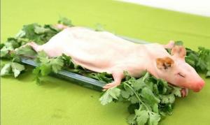 Inacal impulsa estándares de calidad para la carne de cuy y sus derivados