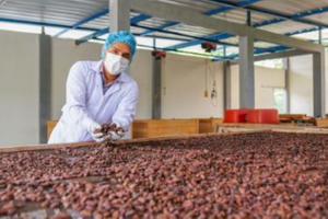 Inacal promueve aplicación de 56 normas técnicas para mejorar el cacao peruano