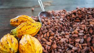Inacal promueve estándares de calidad en la cadena de valor del café y cacao en Piura