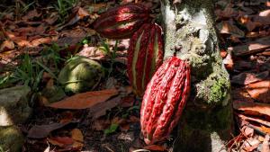 Inacal promueve requisitos de calidad del cacao peruano