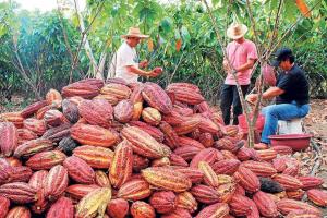 Incertidumbre generada por la pandemia en marzo llevó a la suspensión de los pedidos de cacao en el campo
