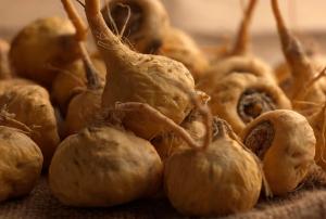 Indecopi detectó 11 nuevos casos de biopiratería  el 2017