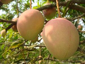 India: científicos crean mangos libres de azúcar