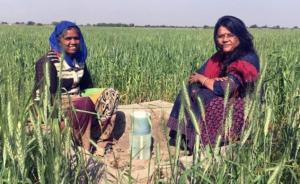 India: crean dispositivo capaz de recuperar el agua de lluvia acumulada en el suelo para redirigirla a la agricultura
