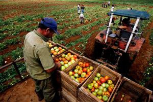Índice de la Producción Nacional Agropecuaria creció 1.19% durante enero-octubre del presente año