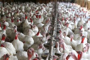 Industria avícola nacional está enfocada en asegurar calidad y salubridad de los productos