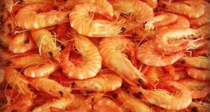 Industria de langostinos invertirá US$ 1.000 millones para elevar productividad