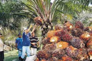Industria de palma genera 37 mil puestos de trabajo al año
