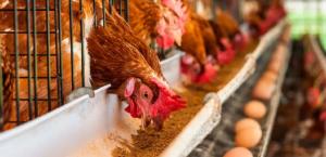 Industria del huevo del norte y sur baja a casi la mitad su demanda de gallinas jóvenes