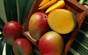Industria del mango mexicano tiene foco en la Unión Europea y Japón