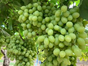 Industria peruana de uva de mesa genera 100 mil puestos de empleo directos en la costa