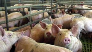 “Industria porcícola peruana no tiene nada que envidiarle a los principales países productores y exportadores de carne de cerdo del mundo”