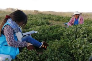 INEI encuestará a peruanos para determinar consumo tradicional de hoja de coca