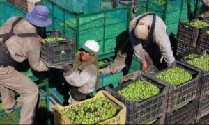 INEI: Producción del sector Agropecuario cayó 0.79% en junio