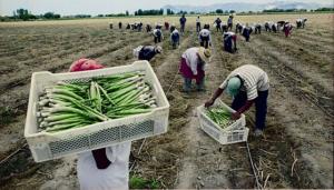 INEI: sector agropecuario creció 5.35% entre enero y mayo de 2024
