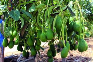 Ingleby Perú aspira a tener su propia planta de packing para frutas frescas