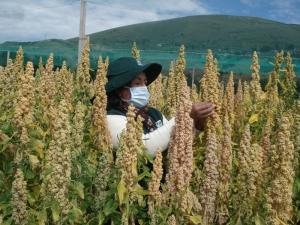 INIA 446-ATIPAQ es la nueva variedad de quinua con alta capacidad productiva que tiene el Perú