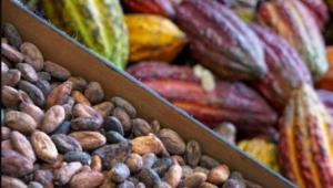 INIA avanza en cuatro métodos para reducir presencia de cadmio en el cacao
