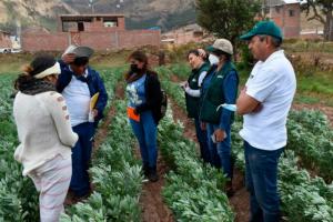 INIA capacita a productores de Sicuani en técnicas para el cultivo de haba