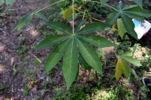 INIA capacita a productores de yuca en control y detección de virus