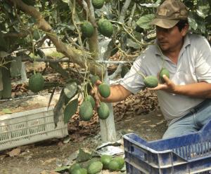 INIA capacitará a Proveedores de Asistencia Técnica