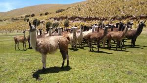 INIA crea por primera vez registro con información genealógica de llamas en Puno