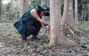 INIA cuenta con moderno Tomógrafo Forestal 3D que evalúa estado de vida de árboles urbanos y rurales