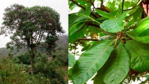 INIA desarrolla 6 mil nuevos plantones de árbol de la quina en Cajamarca