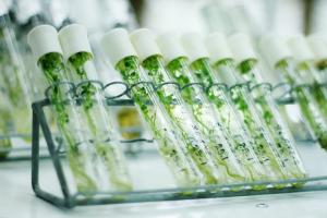 INIA desarrolla técnica in vitro que genera plantas de cítricos libres de virus y enfermedad HLB