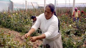 INIA destinó más de S/ 6 millones para proyectos de innovación agraria en Cusco, Madre de Dios y Apurímac