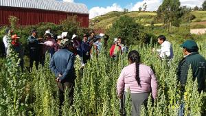 INIA diseña nueva metodología de capacitación participativa con productores de quinua del Cusco