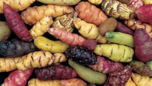 INIA ejecuta proyecto de conservación y contribución de la oca a la seguridad alimentaria