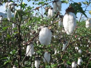 INIA emplea investigación molecular para producir plantas de algodón y palto con alto valor genético
