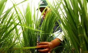 INIA estudia menor uso de agua en riego de arroz para reducir población del mosquito de la malaria