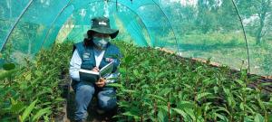 INIA evalúa calidad genética y valor de taza de plantaciones de café en la zona del Vraem