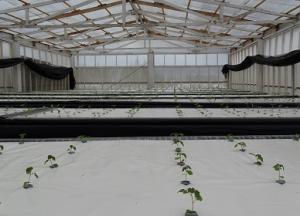 INIA genera mayor producción de semillas prebásicas de papa de alta calidad con invernadero aeropónico