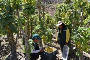 INIA generará tecnologías para mejorar calidad genética del rocoto y papayita serrana en Arequipa