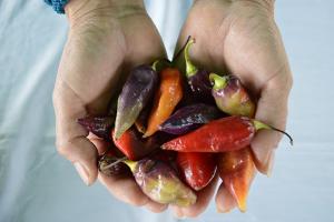 INIA identifica 30 variedades de ajíes para gastronomía y agroindustria