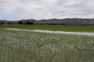 INIA impulsa tecnologías para potenciar calidad en producción de arroz