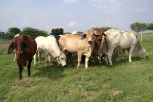 INIA INAUGURARÁ PRIMER LABORATORIO DE BIOTECNOLOGÍA REPRODUCTIVA ANIMAL 