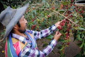 INIA instala 625.000 plantones de café de alta calidad en el Vraem