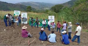 INIA instala parcela demostrativa en Amazonas para incrementar producción de forraje de ganado con alta calidad