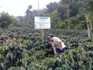 INIA instalará más de 600 mil plantones de café de alta calidad genética en el Vraem