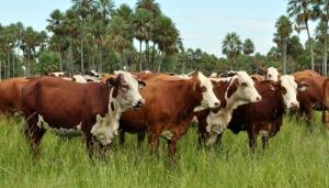 INIA invierte más de S/ 5.1 millones para mejorar calidad genética de ganadería nacional