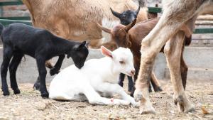 INIA logra nacimiento de 11 crías de cabras puras con buena producción láctea en Huaral