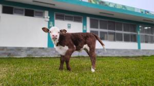 INIA logra nacimiento de Artemisa, primera ternera de la raza Hereford con alta calidad genética para el Perú